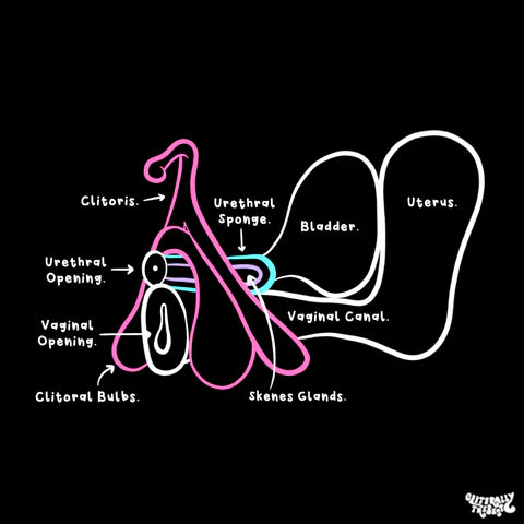 clitoris internal diagram cliterally the best