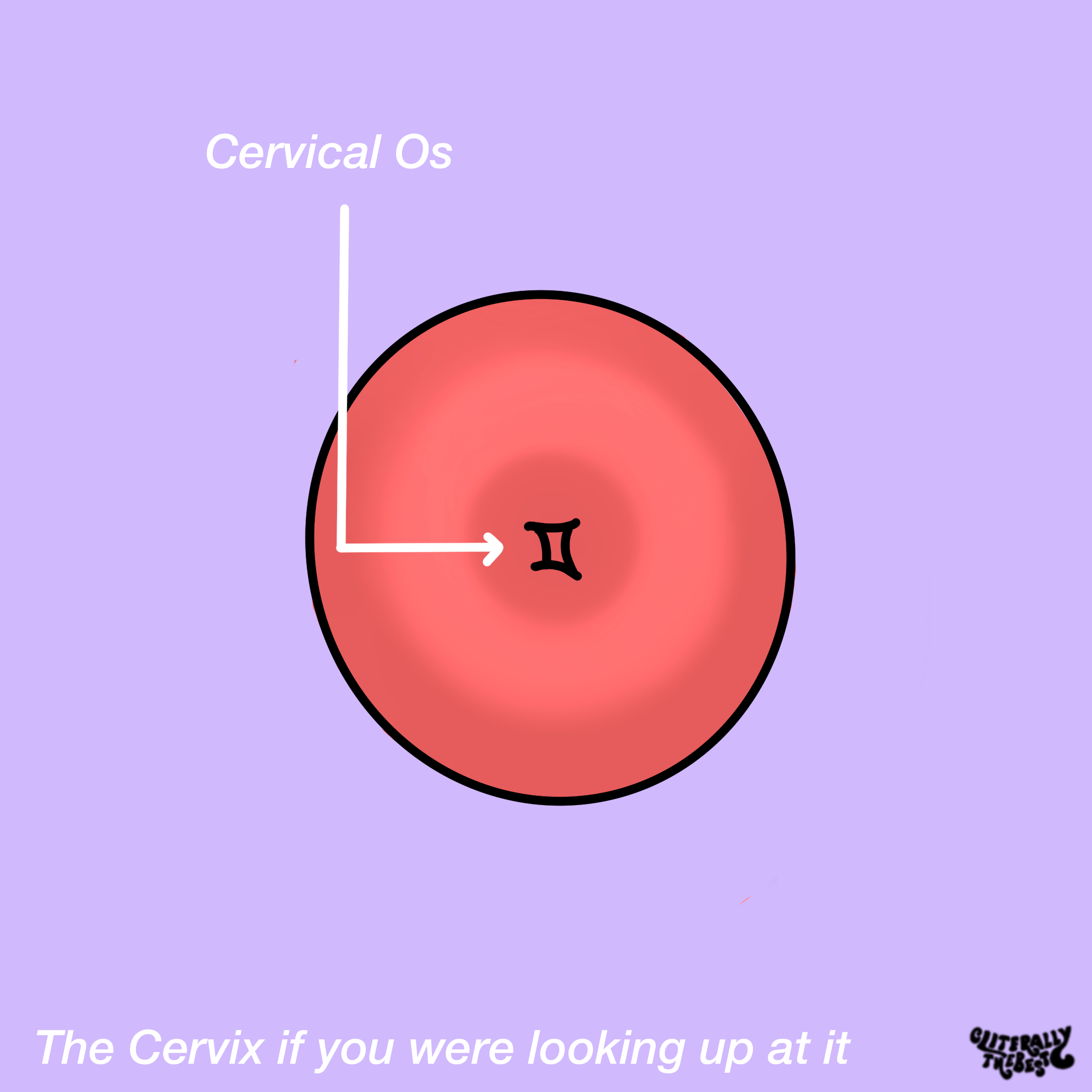 cervix_diagram_cliterallythebest