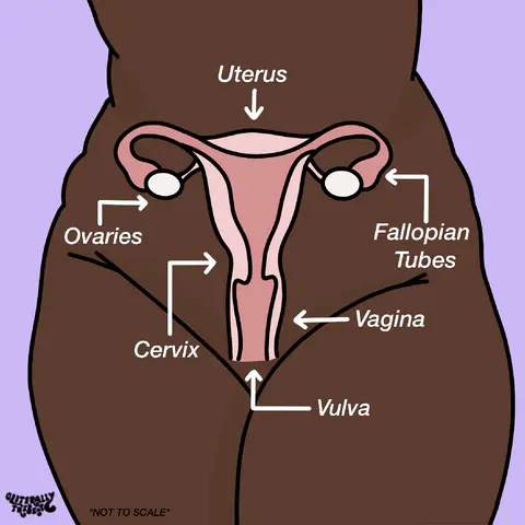 vagina diagram cliterally the best
