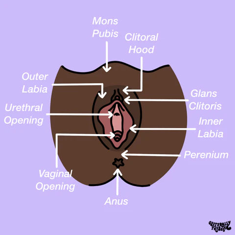 vulva diagram cliterally the best