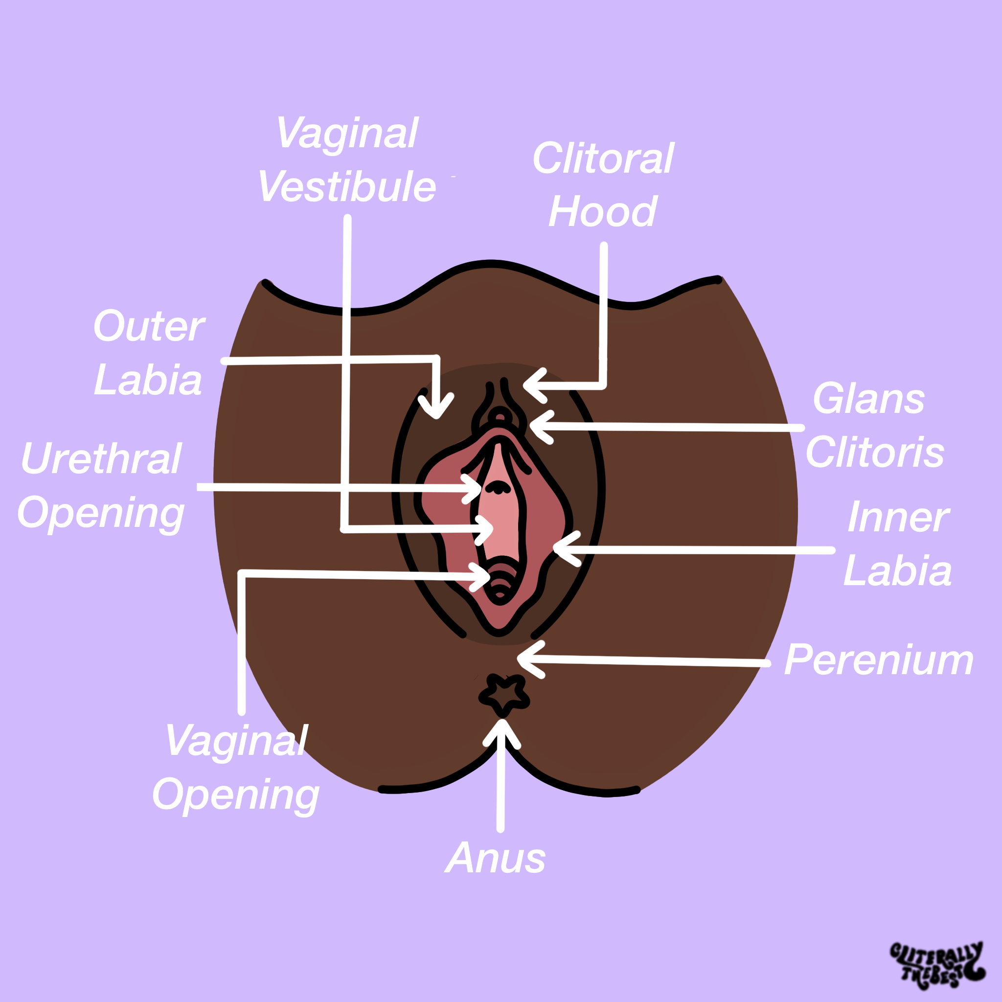vulva_diagram_cliterallythebest