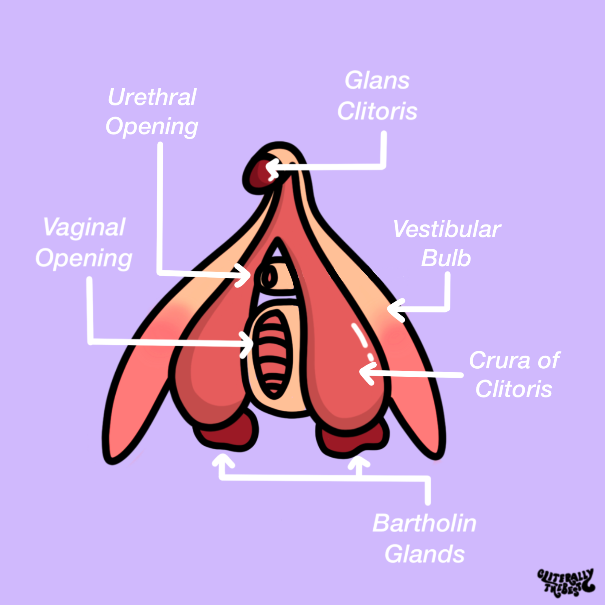 clitoris_diagram_cliterallythebest