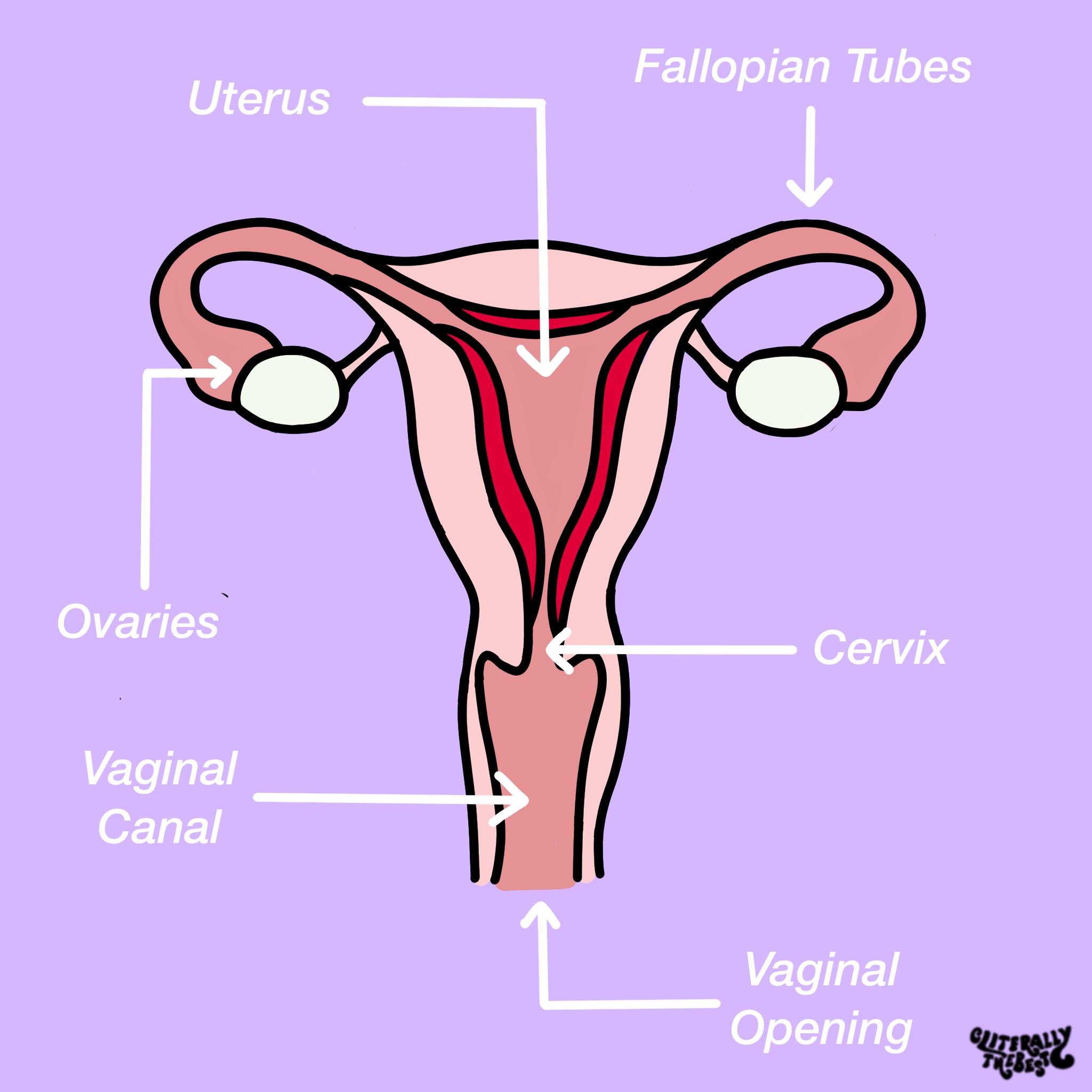 reproductive_system_diagram_cliterallythebest
